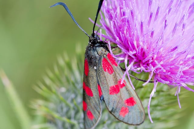 Do you think that moths are dull, boring and only come out at night? The Six-spot Burnet shows that this is not the case. On the wing during June, this velvety black and red day-flying moth is often confused for a butterfly. Also look out for their equally-vivid coloured red and yellow caterpillars that feed on ragwart - sometimes demolishing entire plants in hours.