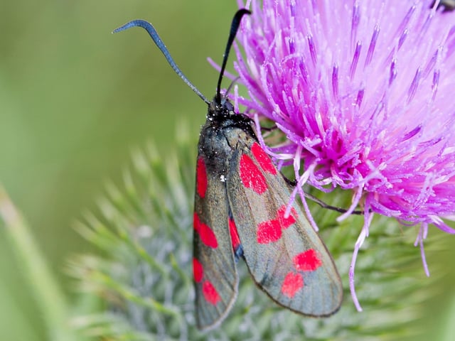 Do you think that moths are dull, boring and only come out at night? The Six-spot Burnet shows that this is not the case. On the wing during June, this velvety black and red day-flying moth is often confused for a butterfly. Also look out for their equally-vivid coloured red and yellow caterpillars that feed on ragwart - sometimes demolishing entire plants in hours.