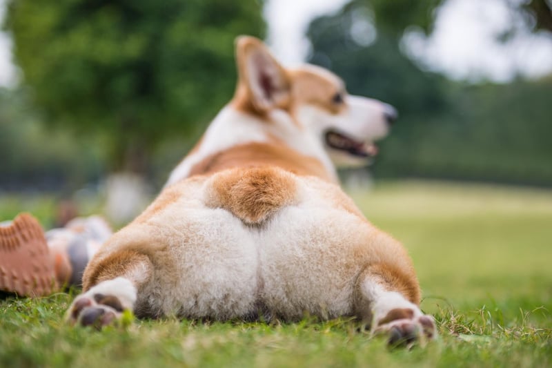 Welsh Corgis were originally used to herd cattle. Their combination of being short and agile meant they could nip at the heels of larger animals to keep them moving - earning them the nickname of 'heelers',