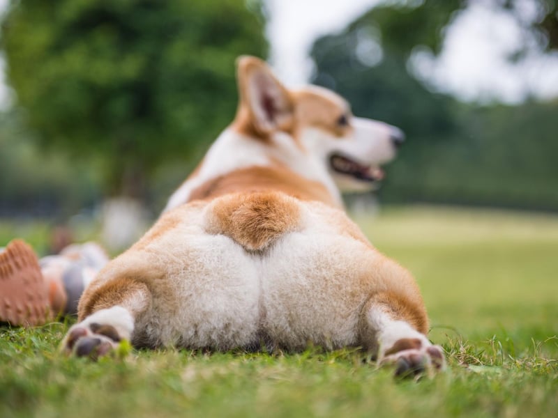 Welsh Corgis were originally used to herd cattle. Their combination of being short and agile meant they could nip at the heels of larger animals to keep them moving - earning them the nickname of 'heelers',