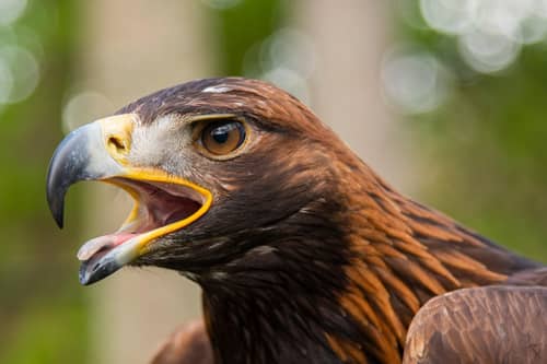 Environmental Standards Scotland has launched an investigation into the governance and management of the country's network of Special Protection Areas, which are designated to protect the habitats of rare, threatened and vulnerable wild birds such as the golden eagle. Picture: Phil Wilkinson