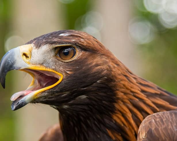 Environmental Standards Scotland has launched an investigation into the governance and management of the country's network of Special Protection Areas, which are designated to protect the habitats of rare, threatened and vulnerable wild birds such as the golden eagle. Picture: Phil Wilkinson