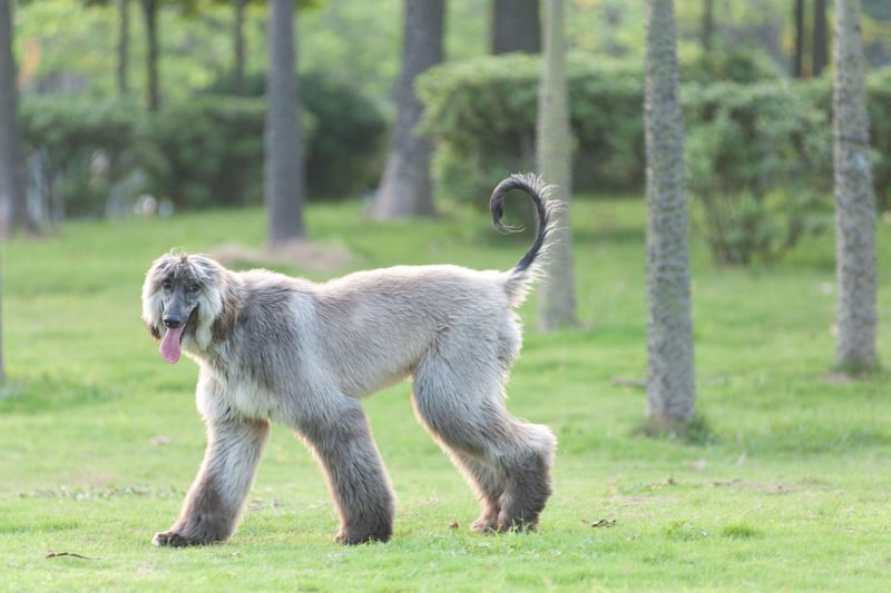 Afghan Hounds can reach speeds of up to 40 miles per hour - making them one of the world's fastest dogs - and can jump up to a remarkable seven feet from a standing position.
