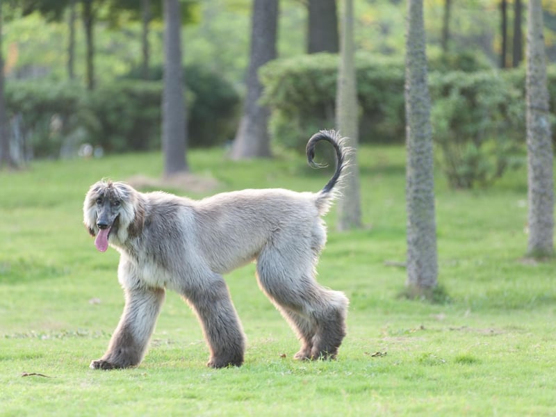 Afghan Hounds can reach speeds of up to 40 miles per hour - making them one of the world's fastest dogs - and can jump up to a remarkable seven feet from a standing position.