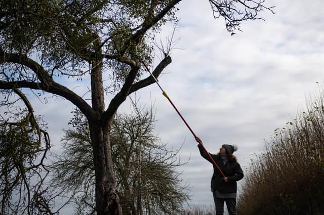 Sarah Starkey, who runs Mistletoe By Post, harvesting mistletoe on Commonwood Farm in Tenbury Wells.
