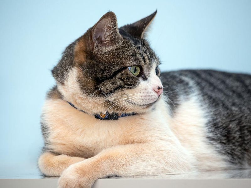 Independent, but also very loving, the American Wirehair cat breed has a calm, sweet and loving personality and can cost up to $1,200.