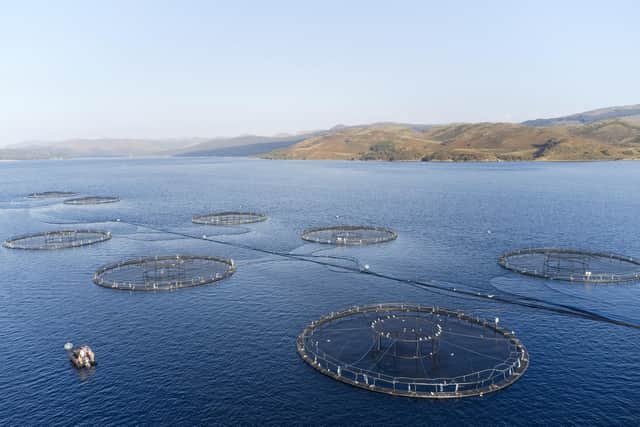 Salmon deaths at Scottish fish farms have risen dramatically in recent months, reaching record highs in September, October and November 2022 -- producers have blamed various problems, including high blooms of jellyfish. Picture: Getty Images