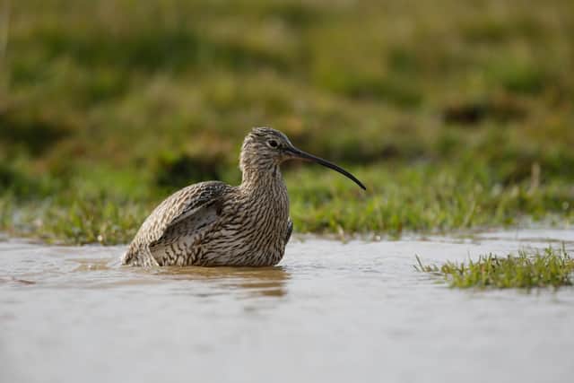 Curlews, considered 'vulnerable' on the European red list of species at risk of extinction, have declined by 60 per cent since 1994. Picture: Andy Hay