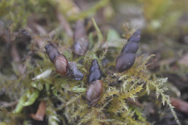 Pond mud snails may be tiny and hard to spot but they have an important job to do in recycling nutrients and helping maintain a health natural environment