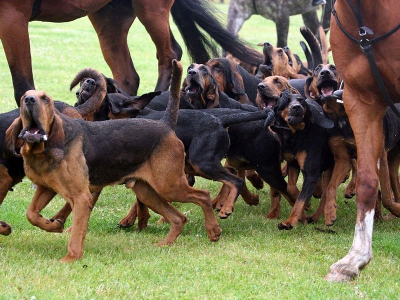 With a record-breaking 300 million scent receptors, the Bloodhound is the gold medal-winner for sniffing out anything you may want to find. They've been used to find many things over the years - not least fleeing criminals - and can follow a scent trail on the ground or in the air.
