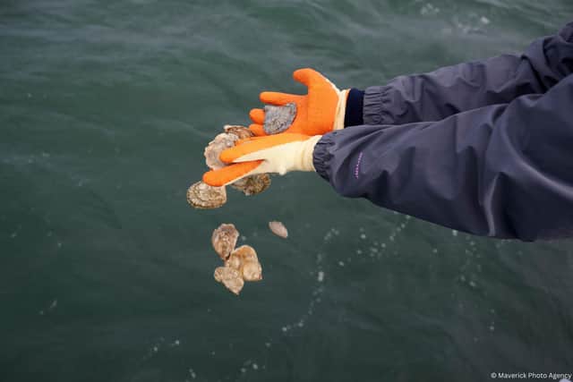 Oysters returned to the Forth (Pic: Maverick Photo Agency)