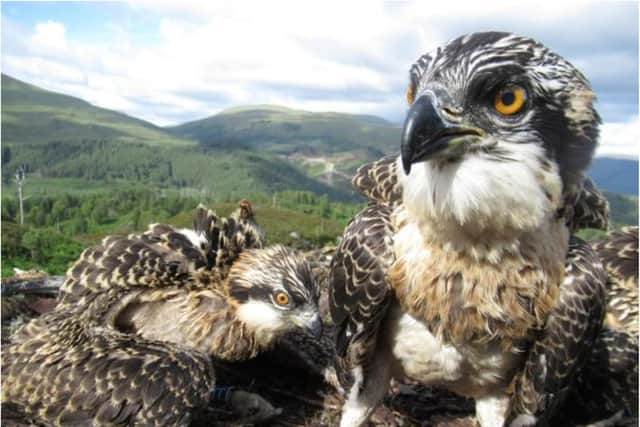 A trio of osprey chicks has been named by the public after a poll.