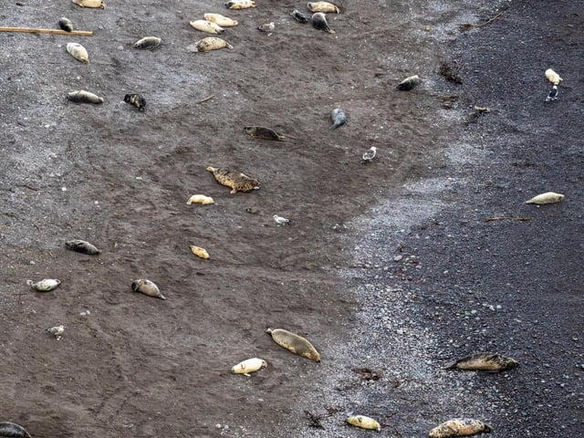 Hundreds of seal pups have been born along the coastline at St Abb's Head National Nature Reserve.
