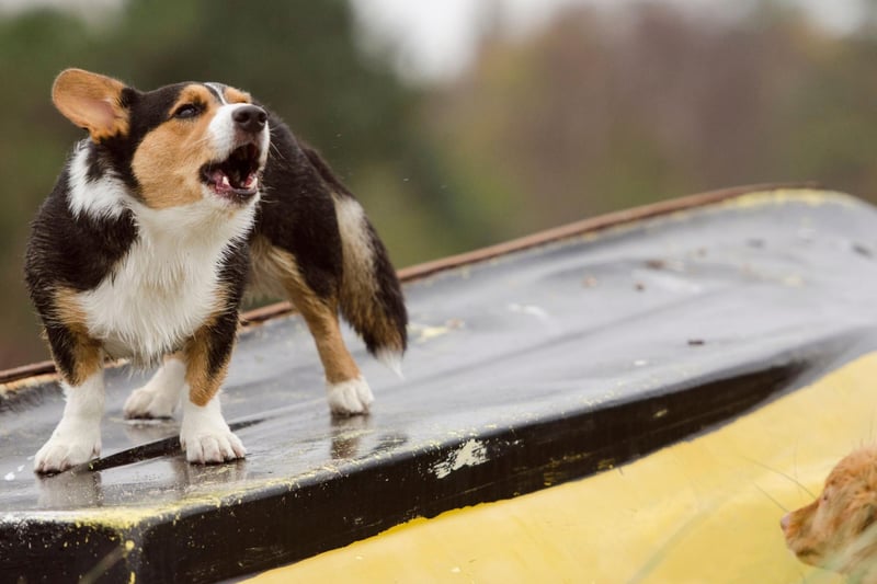 While it's true that some Corgis don't bark, it's a fairly common trait with both breeds - the Pembroke Welsh Corgi and the Cardigan Welsh Corgi. Their vocal nature comes from their history of being bred to herd cattle and sheep.