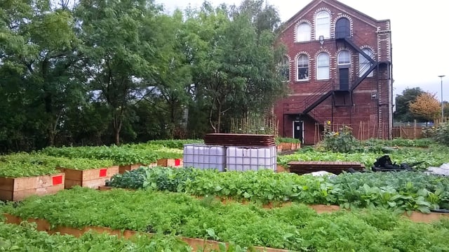 The garden at St Rollox after care by the users of Saheliya.