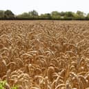 While the research shows there will be new opportunities for farmers to earn additional income from carbon markets, the area still remains full of pitfalls.