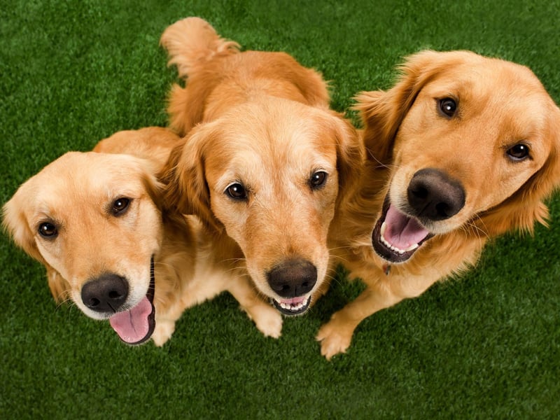 Inn July 2006, the Golden Retriever Club of Scotland invited owners to attend a gathering at the breed's ancestral Highland home of Guisachan House. Photographer Lynn Kipps took a picture of 188 of the four-legged visitors, so holds the record for the most Golden Retrievers in one photograph.