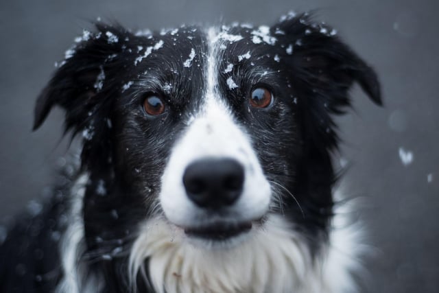 The world's most intelligent dog, the Border Collie has an average of £1,008 spent on it each year.