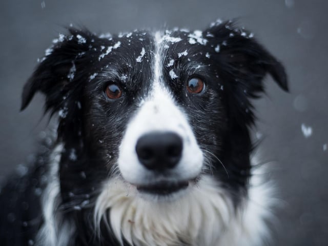 The world's most intelligent dog, the Border Collie has an average of £1,008 spent on it each year.