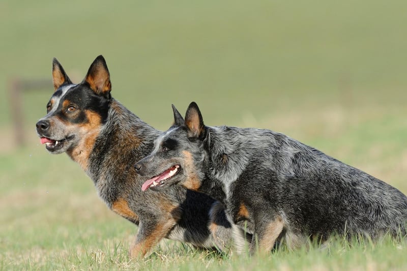 They may not be hugely common in the UK but the Australian Cattle Dog can perhaps lay claim to the title of the healthiest dog breed. The Guiness Book of Records includes it as the world's oldest dog - an Australian Cattle Dog called Bluey reached the amazing age of 29. While longevity and health don't always go hand-in-hand, the breed are known to stay fairly fit.