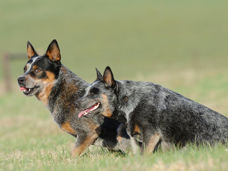 They may not be hugely common in the UK but the Australian Cattle Dog can perhaps lay claim to the title of the healthiest dog breed. The Guiness Book of Records includes it as the world's oldest dog - an Australian Cattle Dog called Bluey reached the amazing age of 29. While longevity and health don't always go hand-in-hand, the breed are known to stay fairly fit.