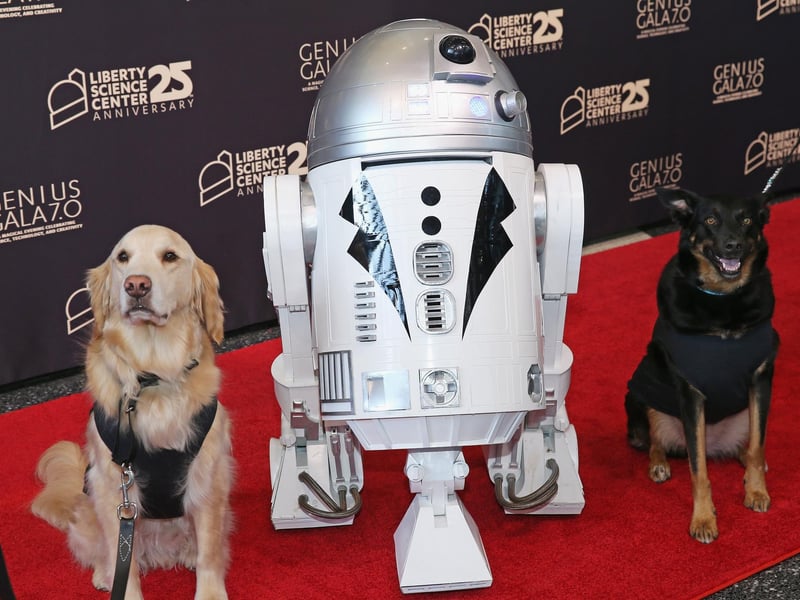 Probably the least well known character to inspire pet owners on this list, Jango Fett was a Mandalorian bounty hunter regarded as the best mercenary in the galaxy. He was also (sort of) Boba Fett's father.