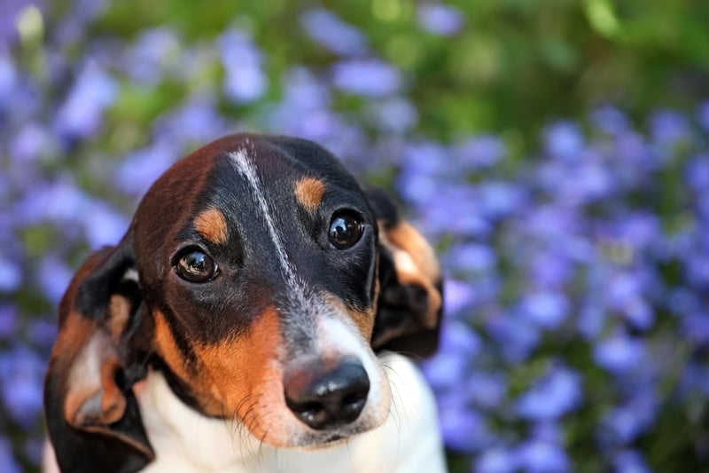 Try adding a skin supplement or oil into your dog feeding routine. like omega-3 or omega-6. Adding these will help to strengthen their skin’s barrier and reduce the symptoms of pollen allergies- including itchiness-and will help to improve overall skin health.