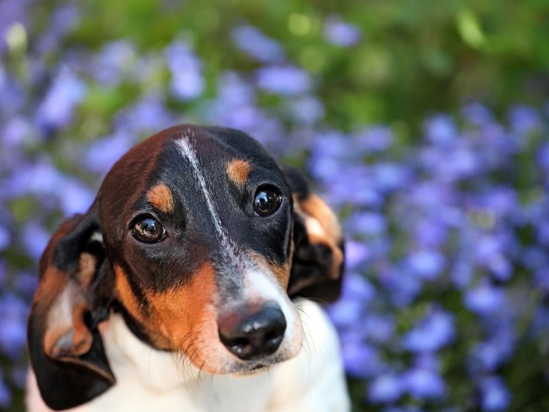 Try adding a skin supplement or oil into your dog feeding routine. like omega-3 or omega-6. Adding these will help to strengthen their skinâs barrier and reduce the symptoms of pollen allergies- including itchiness-and will help to improve overall skin health.