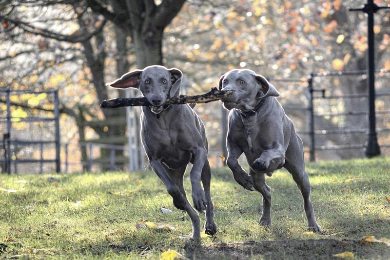 Weimaraners ranked as the third dogs with the biggest difference between their puppy size and their adult size - 257 per cent.
