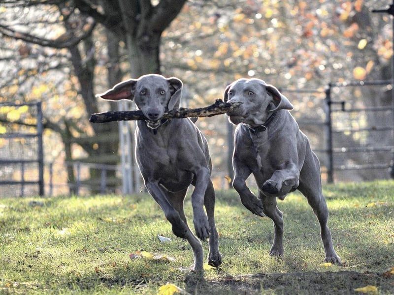 Weimaraners ranked as the third dogs with the biggest difference between their puppy size and their adult size - 257 per cent.