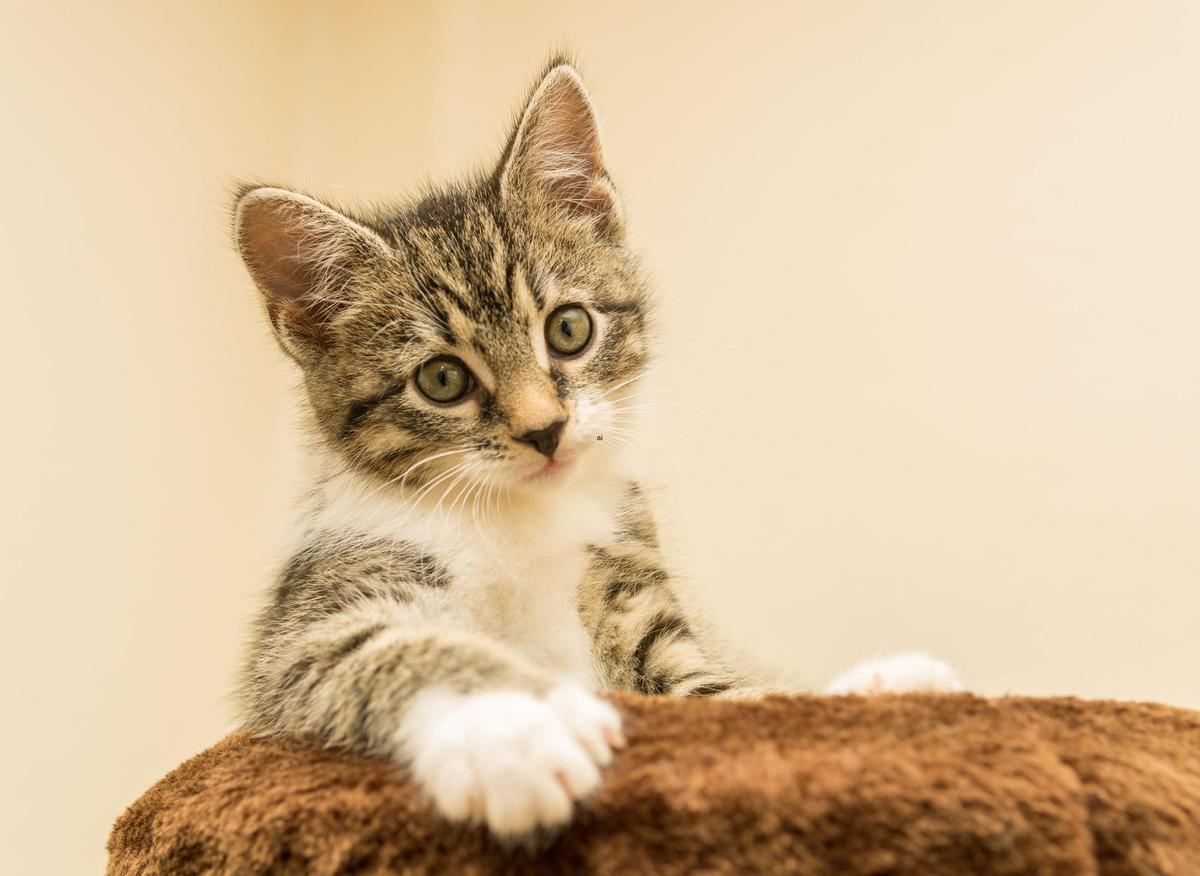Cat Breeds Who Cuddle Cat 2023: These are 10 breeds of friendly cat who will be affectionate - including the friendly Ragdoll | The Scotsman Cat Breeds Who Cuddle Cat 2023: These are 10 breeds of friendly cat who will be affectionate - including the friendly Ragdoll | The Scotsman