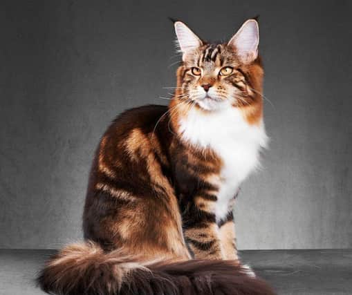 Here are 10 of the most affectionate cat breeds in 2024. Cr. Getty Images/Canva Pro