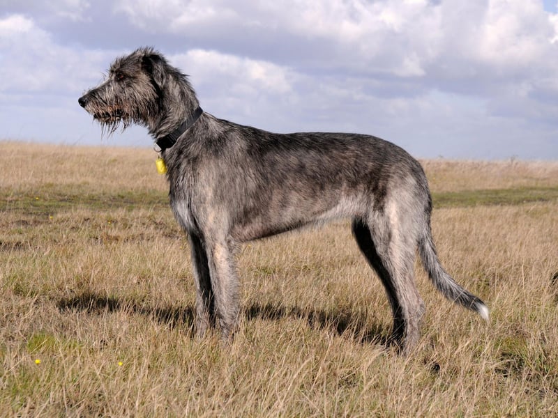 Standing over three feet tall, the Irish Wolfhound isn't a natural fit for indoor living. They have an amazingly thick coat - the result of having been bred to spend long hours out in the wilderness hunting with their owners - and are generally happier out than in.
