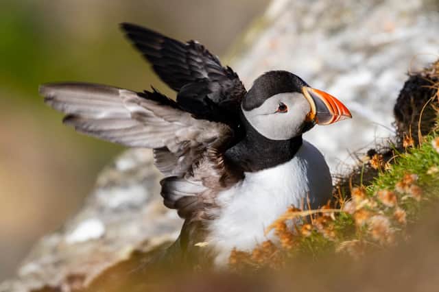 The puffin is one of Scotland's best-loved seabirds, with globally important populations making their home here. Picture: Charlie Phillips