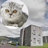 A cat escaped from the bin lorry after in The Orchard area of Tullibody, Clackmannanshire, on November 16.