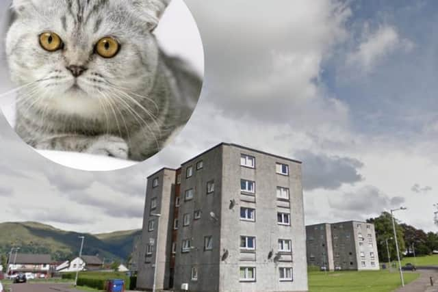 A cat escaped from the bin lorry after in The Orchard area of Tullibody, Clackmannanshire, on November 16.