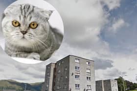 A cat escaped from the bin lorry after in The Orchard area of Tullibody, Clackmannanshire, on November 16.