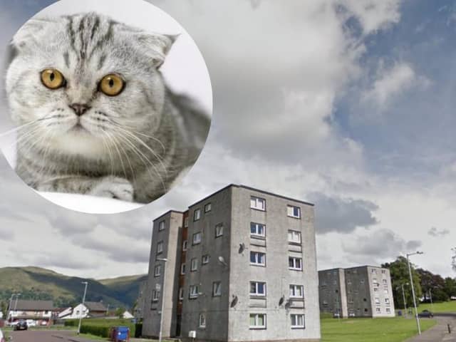 A cat escaped from the bin lorry after in The Orchard area of Tullibody, Clackmannanshire, on November 16.