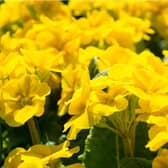 Yellow May flowers were placed in doorways and windows during the 19th century