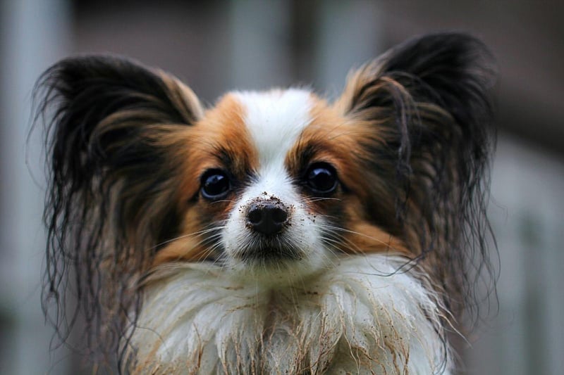 An adult Papillon is around the same size as a cat, which is perhaps one reason they seem to have a natural affinity. It's a breed that likes to join in with games and doesn't really care whether their playmate is another dog, a human, a cat, or a tennis ball.