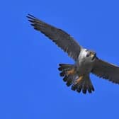 

A protected bird of prey has died after being shot in Glen Esk.

