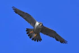

A protected bird of prey has died after being shot in Glen Esk.

