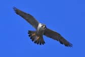 

A protected bird of prey has died after being shot in Glen Esk.

