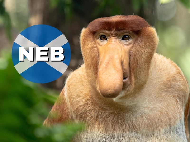 The Dictionary of the Scots Language describes a neb as “nose or 'snout' of a person”. You can use it to call someone nosey as well with expressions like “you just want a good neb round the place” (you just want a good nosey around the place!)