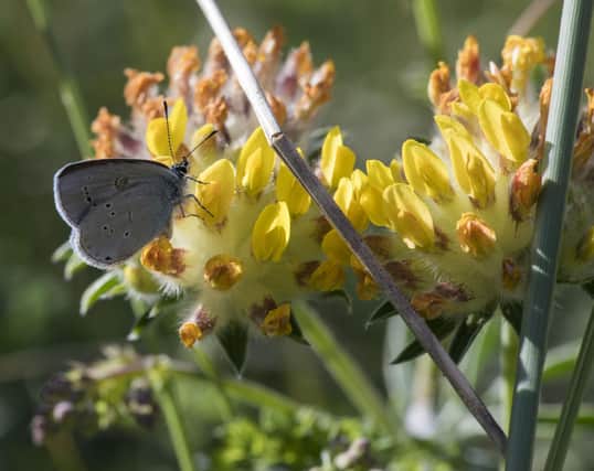 A small blue butterfly, aka Cupido minimus, on a kidney vetch flower (Picture: Alan Richardson)