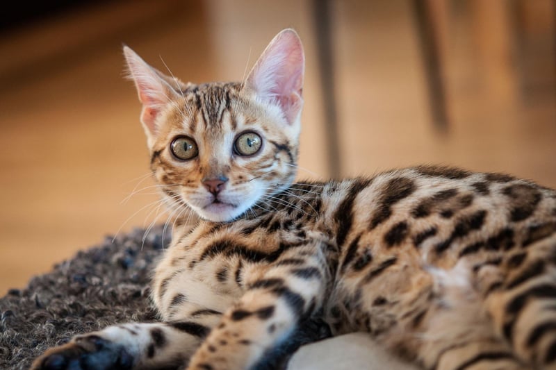 The Bengal cat breed is designed using hybrids of domestic cats, including the Egyptian Mau, with the Asian leopard cat. The breed name comes from the leopard cat's taxonomic name. This breed can cost as much as $25,000.