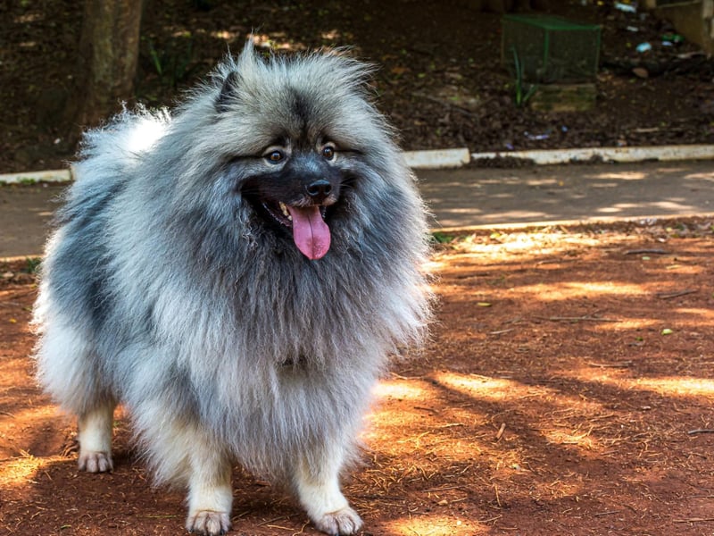 The Keeshond is a fluffy pooch from Holland that has a plush two-layer coat of distinguished silver and black fur. They make great companion dogs and stick to their owners like glue.