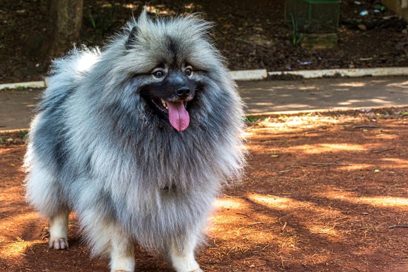 The Keeshond is a fluffy pooch from Holland that has a plush two-layer coat of distinguished silver and black fur. They make great companion dogs and stick to their owners like glue.