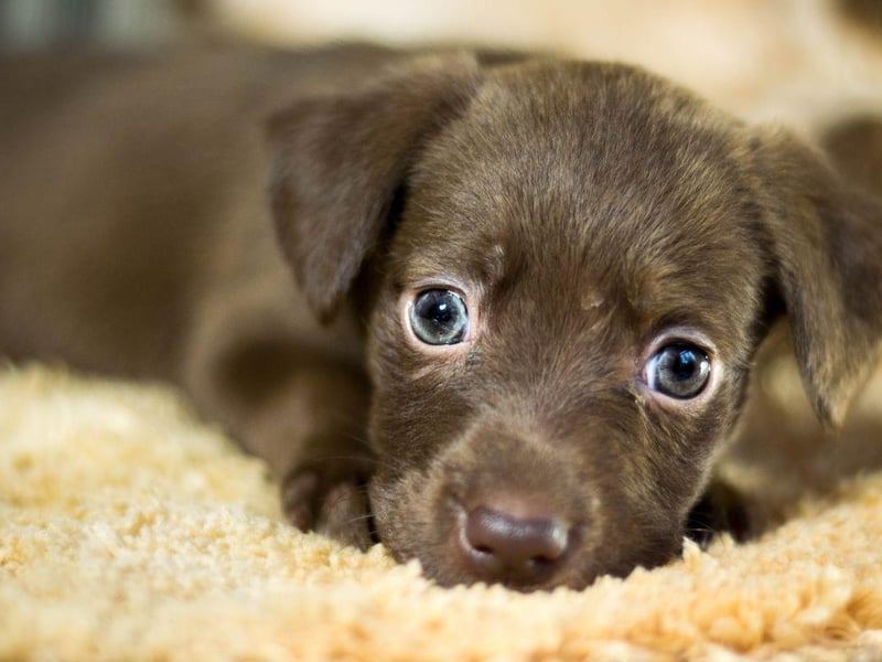 In Lithuania the most popular male name with dog owners is Draugas.
