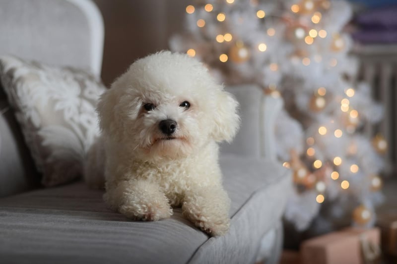 The Bichon Frise gets its name from the French 'bichon à poil frisé', which literally means 'curly haired dog'. It's certainly a pretty accurate description for these cute pups.